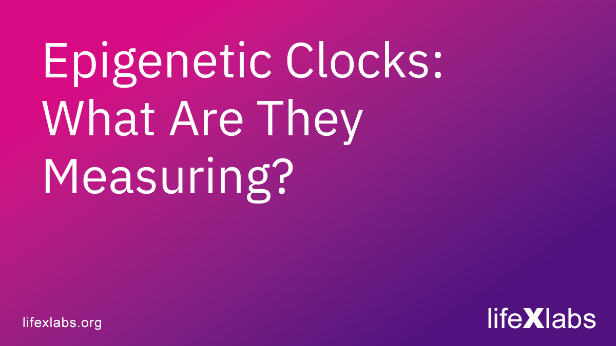 Epigenetic Clocks: What Are They Measuring?